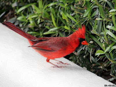 NORTHERN CARDINAL (Cardinalis Cardinalis)